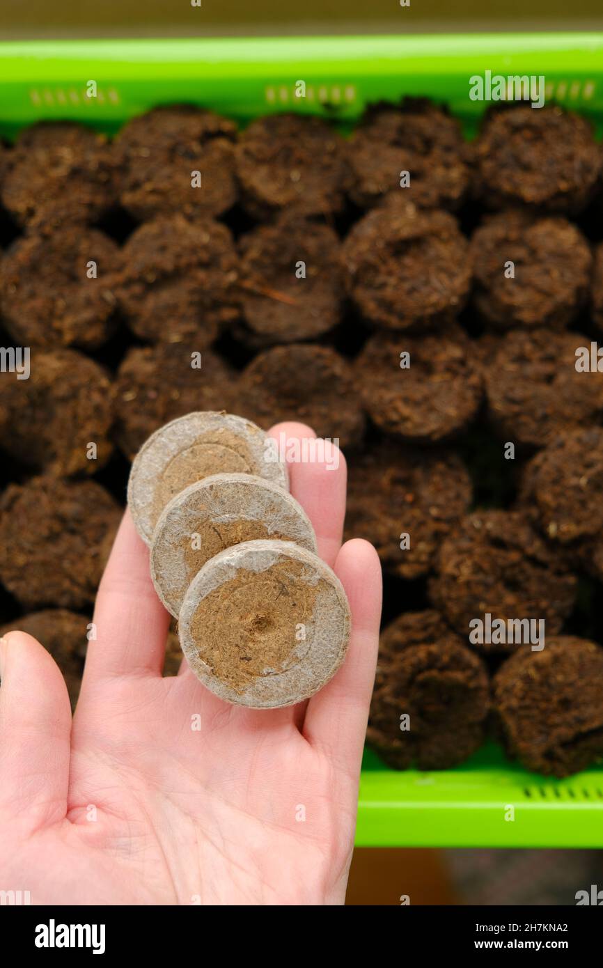 Peat tablets for seedlings. Planting organic material.Sowing seeds.Growing seedlings. Peat tablets in a hand on a seedling green tray .plant seeds in Stock Photo
