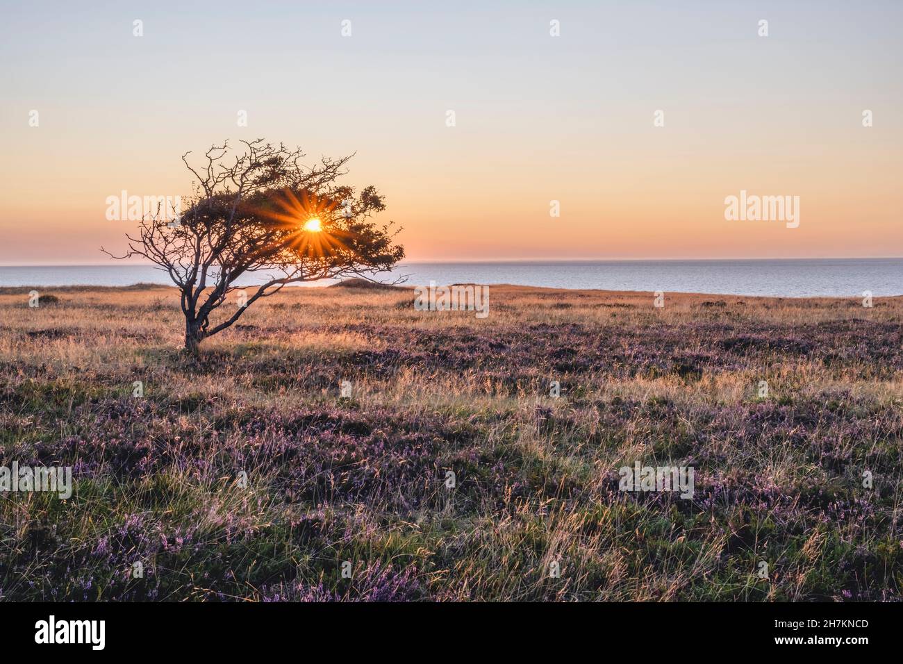 Single tree in Braderuper Heide nature reserve at sunset Stock Photo