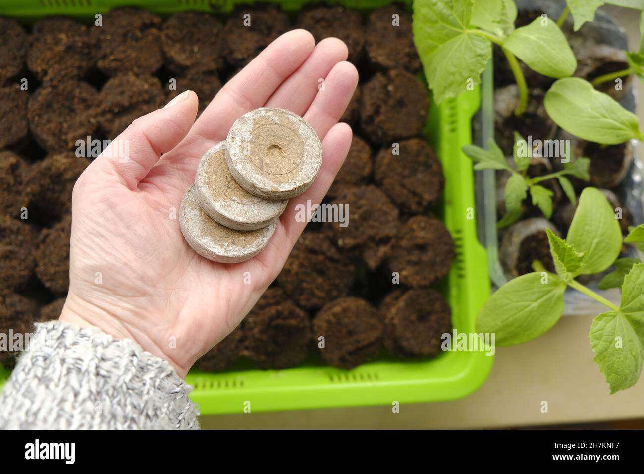 Peat tablets for seedlings. Planting organic material.Growing seedlings. Peat tablets in a hand on a seedling green tray background.plant seeds in Stock Photo