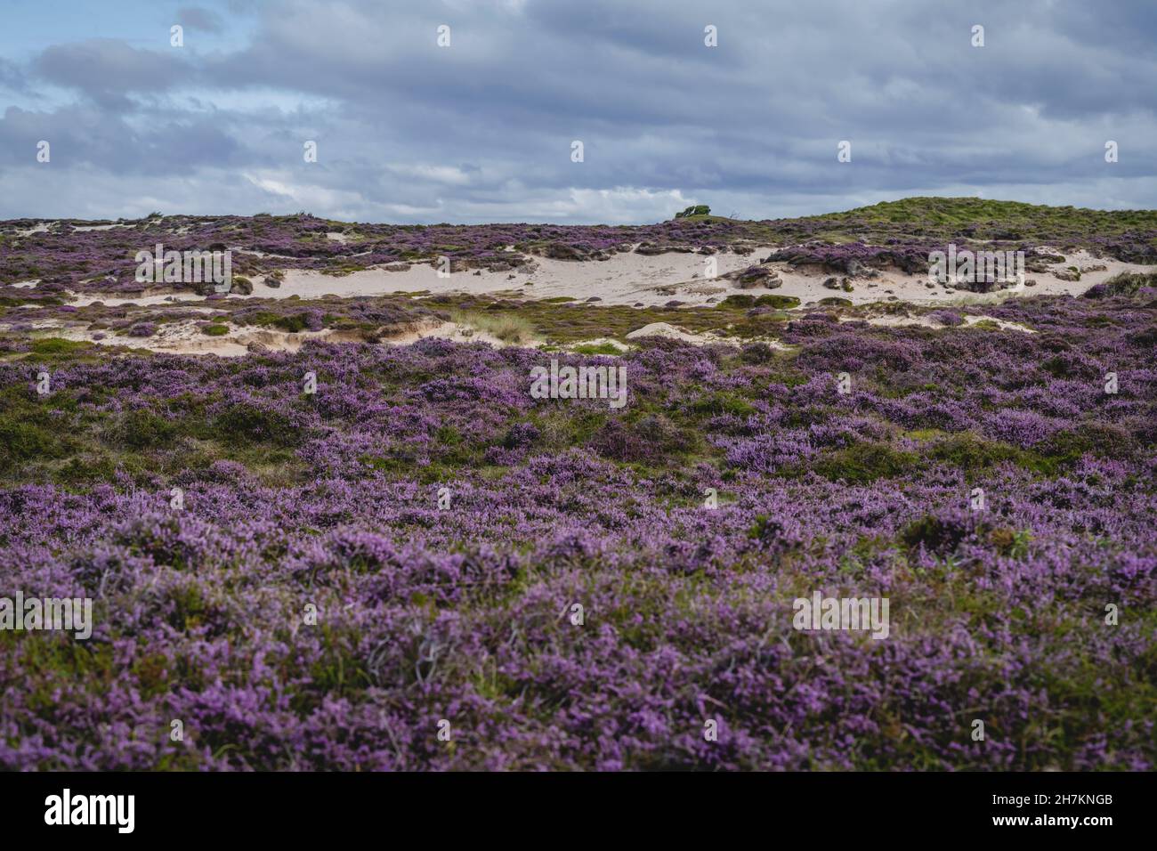 Heather island hi-res stock photography and images - Alamy