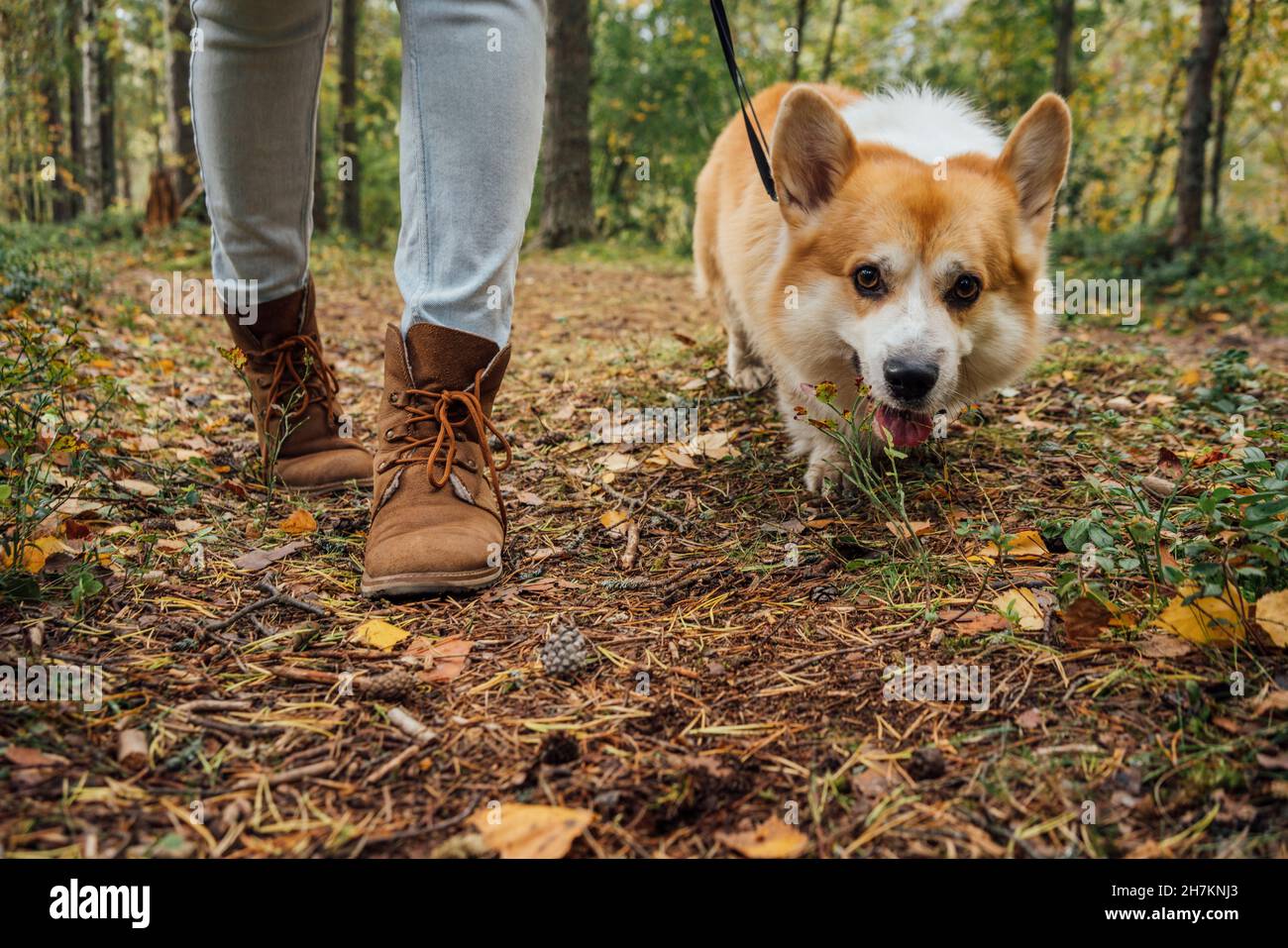 Woman walking with dog in forest Stock Photo