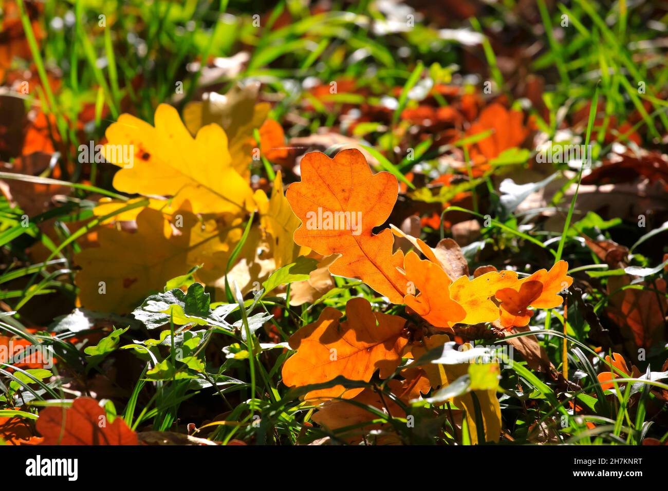 Fallen oak tree leaves lying on ground in autumn Stock Photo - Alamy