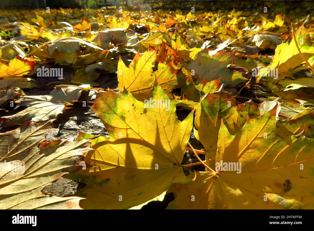 Fallen maple leaves hi-res stock photography and images - Alamy