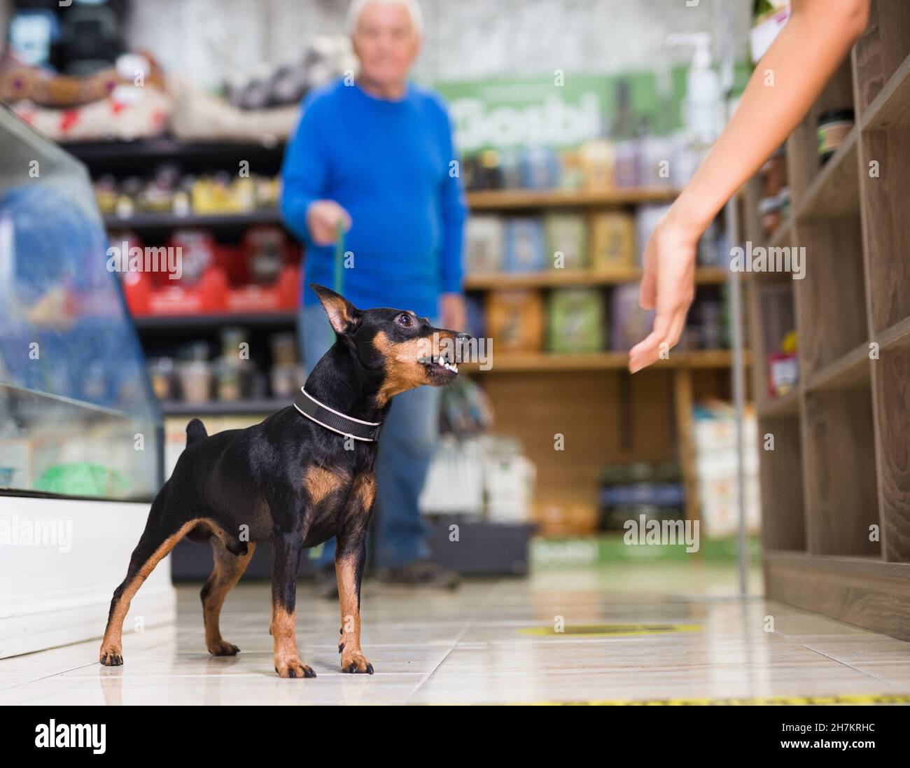Doberman pinscher dog on leash sitting on the floor in pet store Stock Photo Alamy