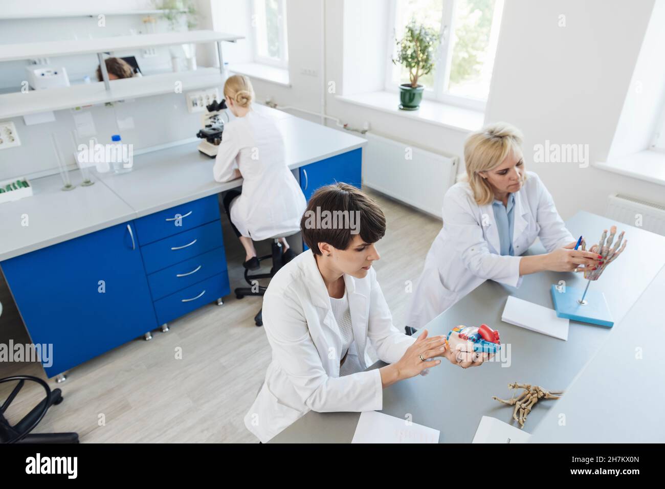 Scientists doing research on anatomical model in laboratory Stock Photo