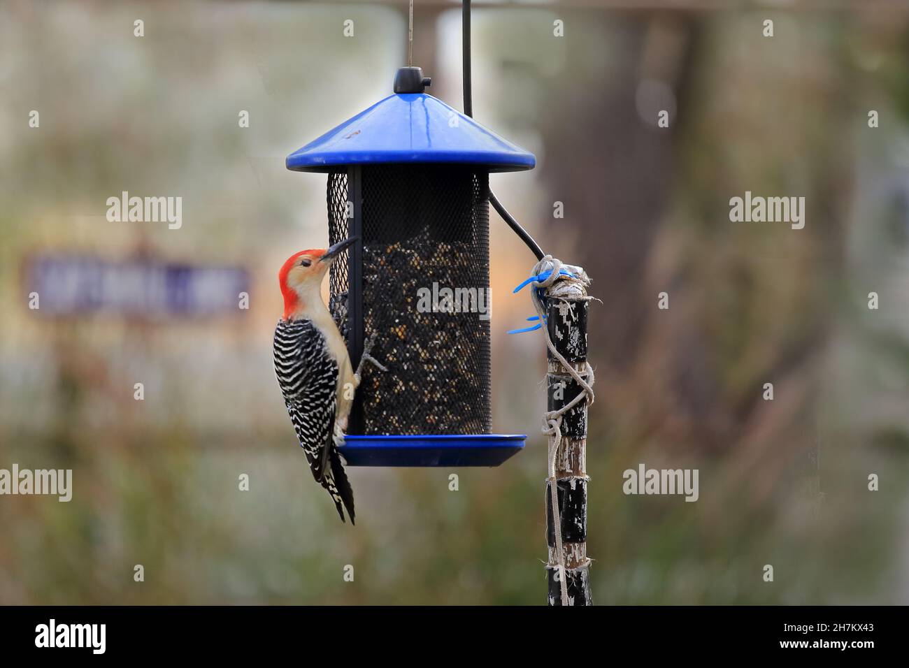 Red-bellied woodpecker Long Island New York Stock Photo