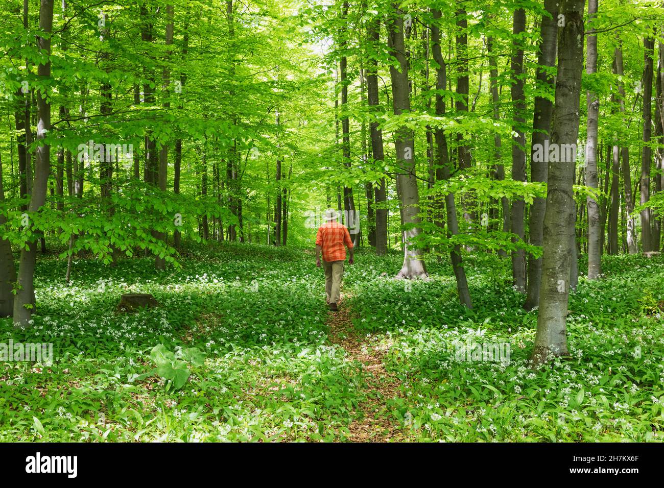 Ramson flowers with senior man in green forest Stock Photo