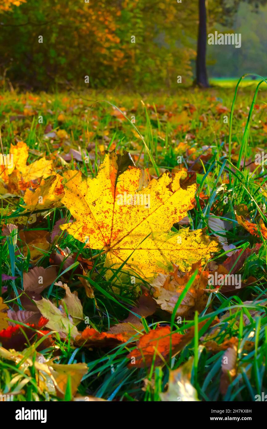 Fallen yellow maple leaf on grass in autumn Stock Photo