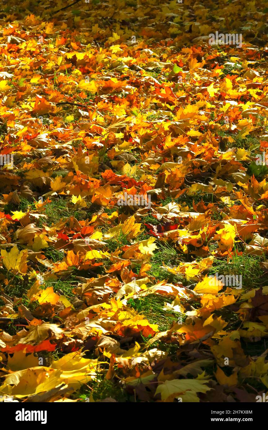 Fallen autumn leaves on grasst on a sunny day Stock Photo