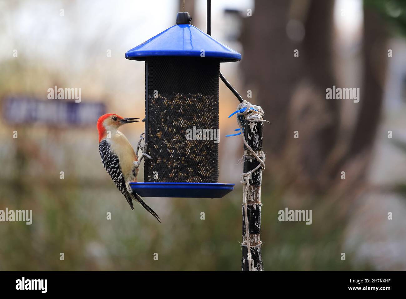 Redbellied Woodpecker Long Island New York Stock Photo Alamy