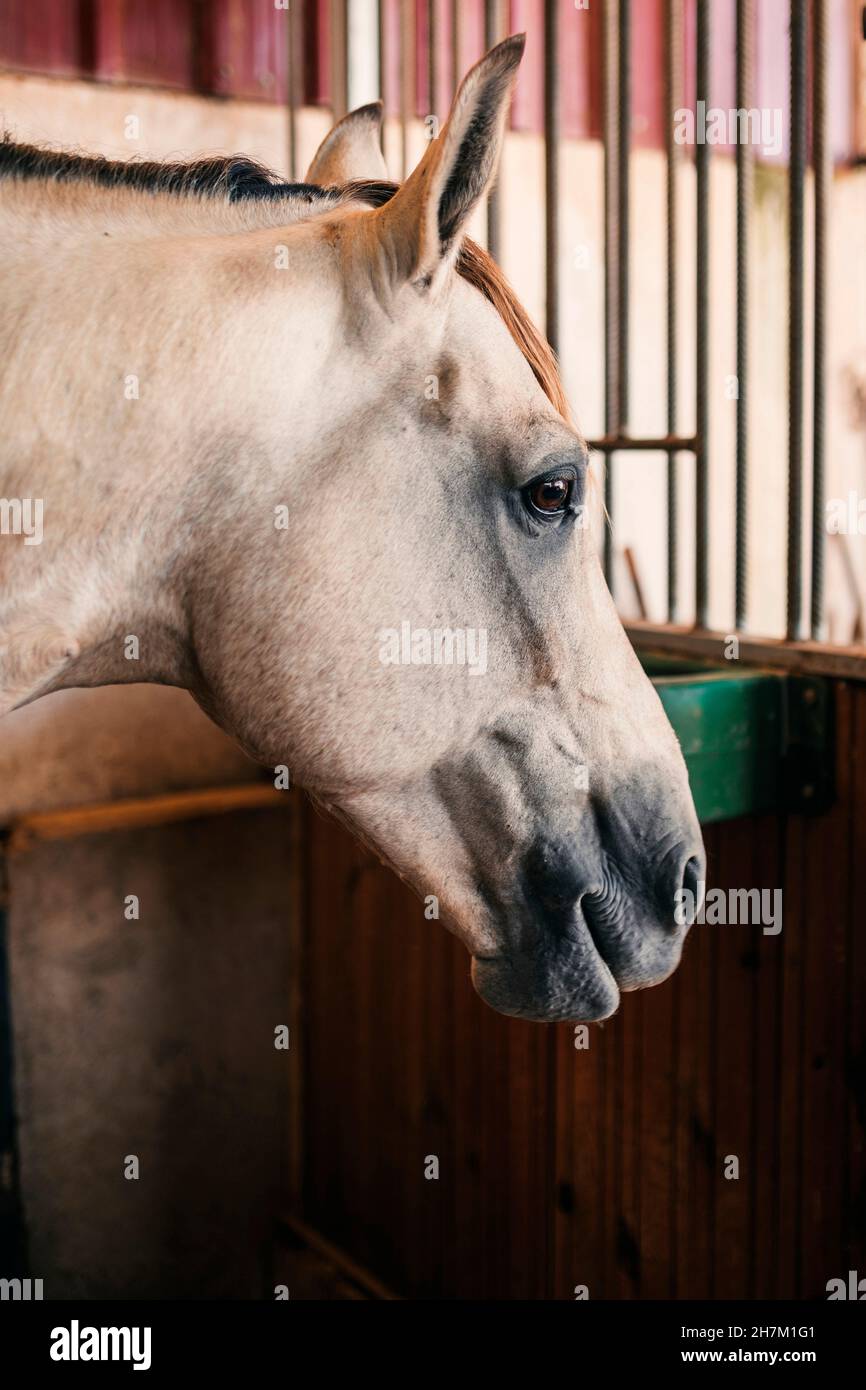 Senior trainer feeding horse in stable Stock Photo