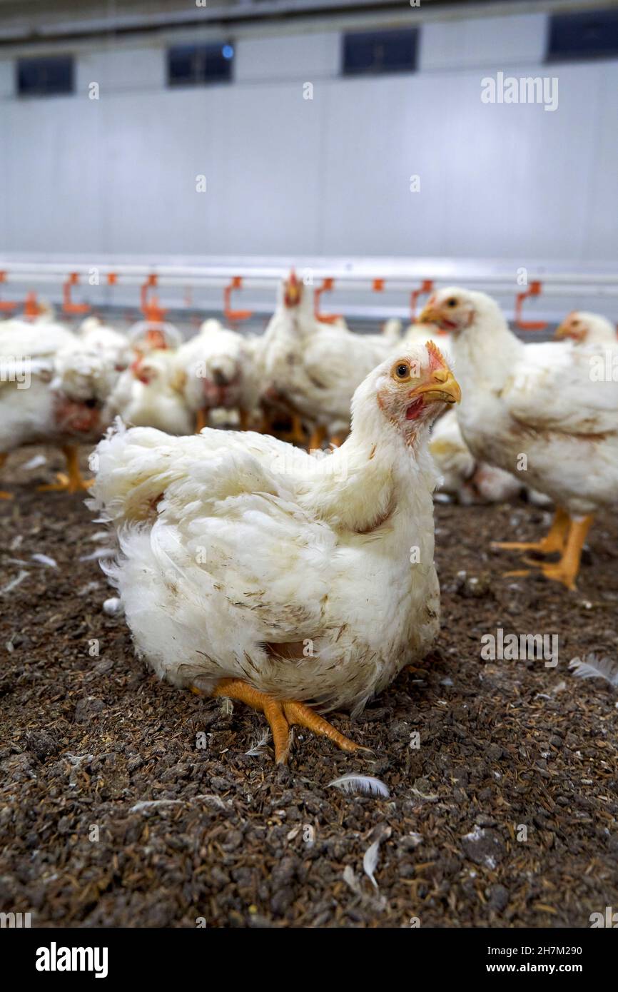 Chicken on dirt in poultry farm Stock Photo Alamy