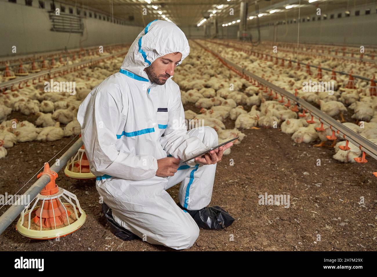 Chicken with computer hi-res stock photography and images - Alamy