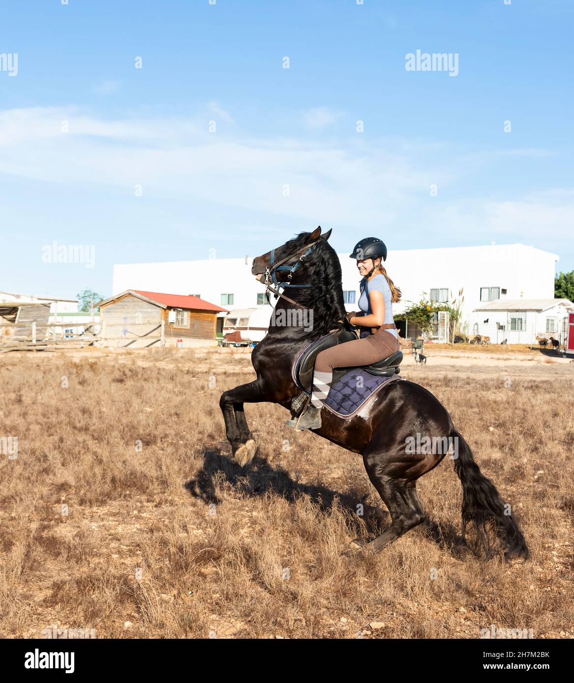 Black horse jumping on sand at ranch Stock Photo