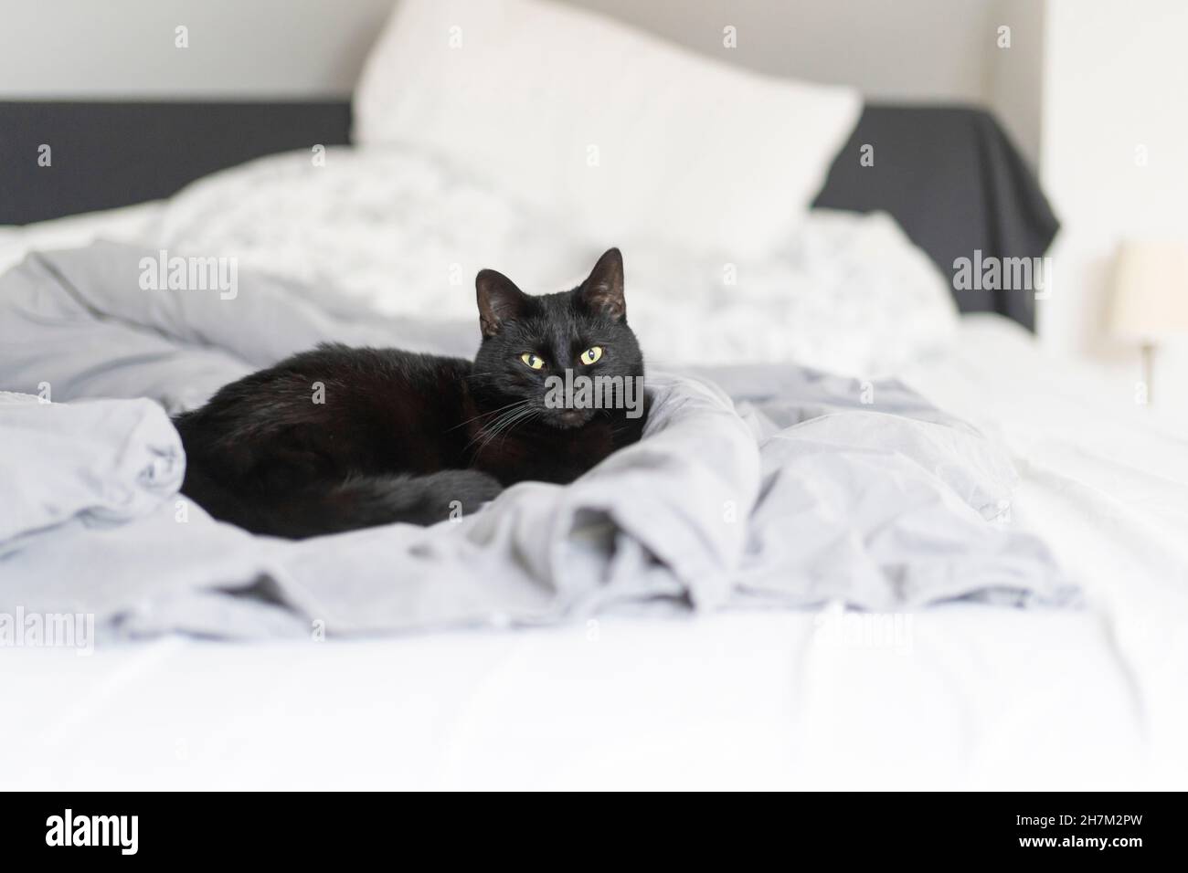 Cat sitting on bed at home Stock Photo