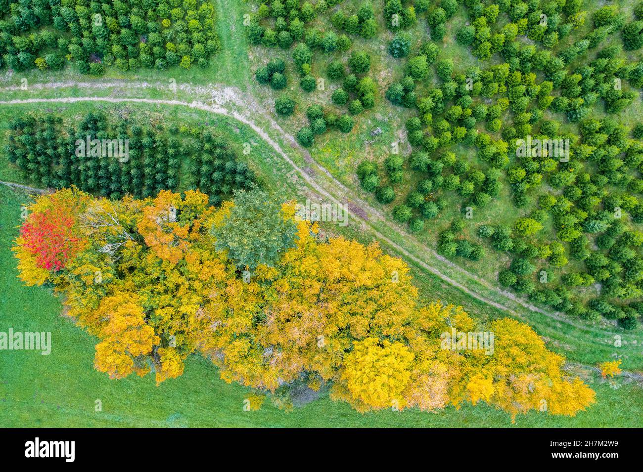 Beautiful autumn in the forest hi-res stock photography and images - Alamy