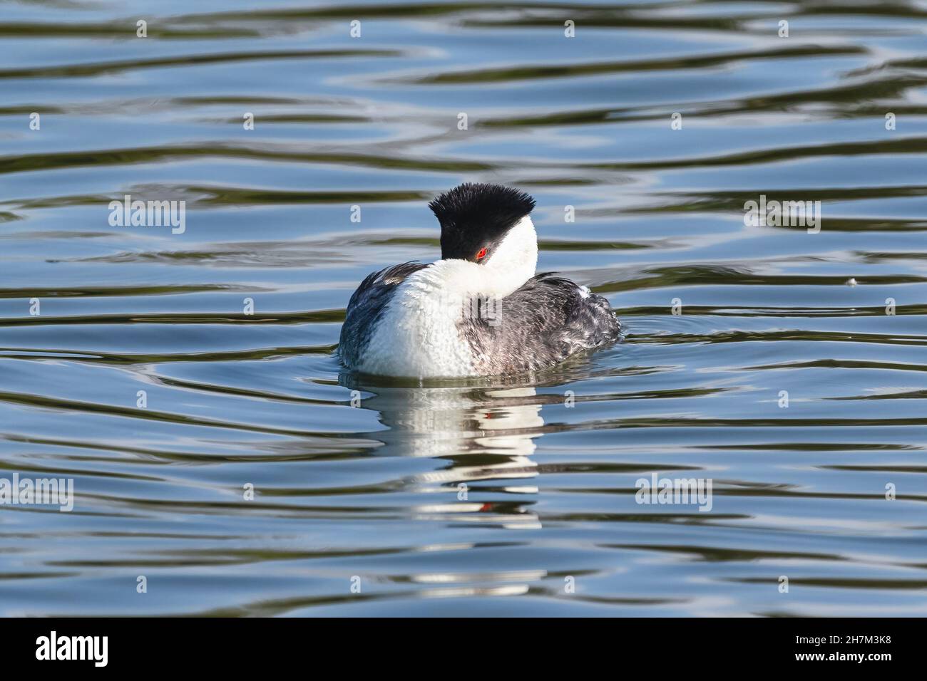 A closeup view of a Western Grebe peacefully floating in a lake, with its bill tucked under its prominent neck, and its beautiful red eye visible. Stock Photo