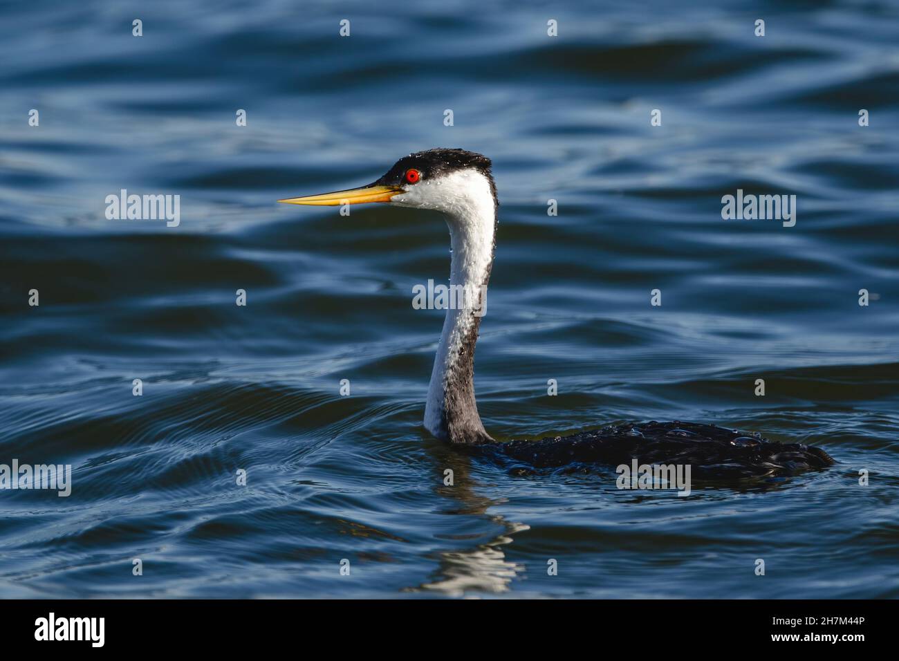 A closeup of a Clark's Grebe and Western Grebe hybrid, with its red eye, and yellowish curved beak highlighted by the sun. Stock Photo