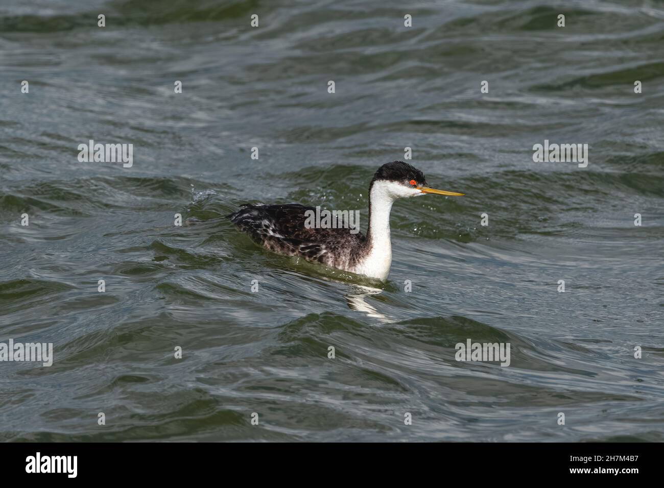 A Western Grebe with bright orange at the base of its bill, swimming over a wave in a turbulent, choppy lake. Stock Photo