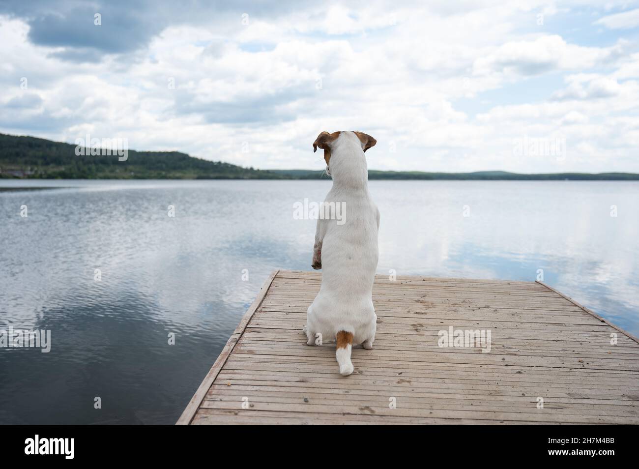 Sad dog jack russell terrier sits alone on the pier by the lake. Stock Photo