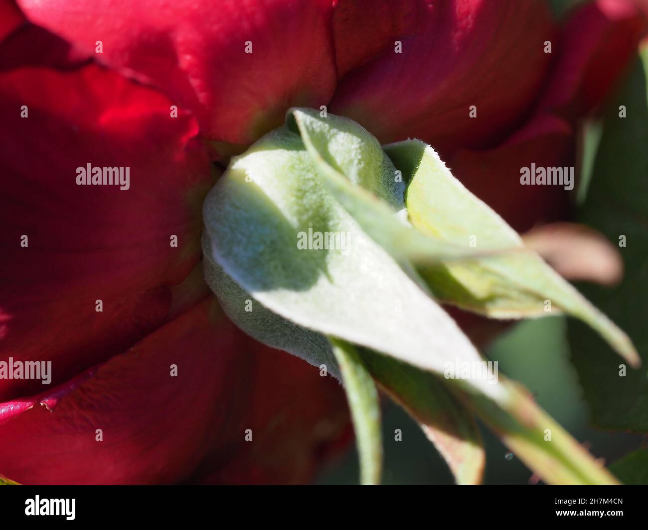 Bottom floral hi-res stock photography and images - Alamy