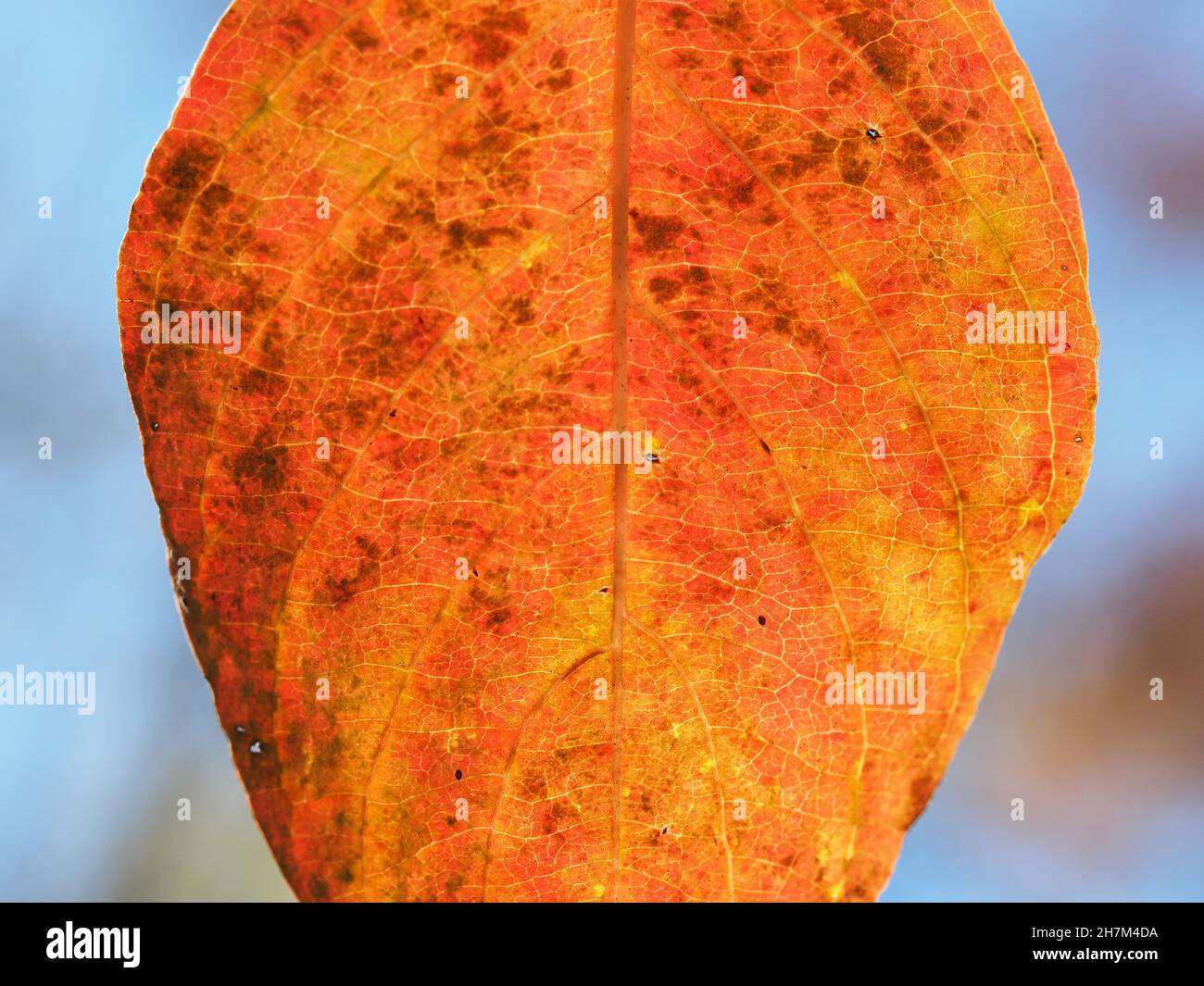 macro of veins in beech tree leaf in Autumn Stock Photo