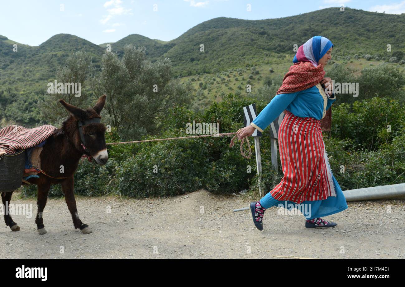 A Moroccan woman pulling her donkey along the road in the Rif Mountains in northern Morocco. Stock Photo