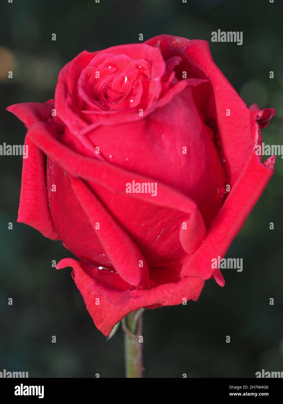Really Bloomed Roses Bloomed red rose in hi-res stock photography and images - Alamy