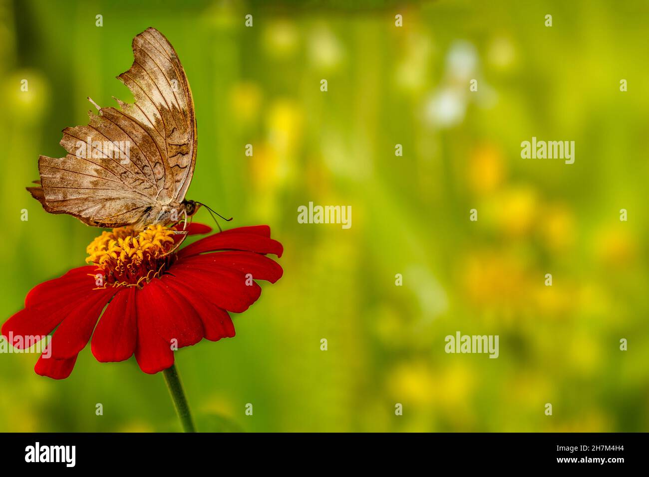 A brown butterfly perched on a red zinnia flower, has a soft green grass background and warm sunlight, copy space Stock Photo