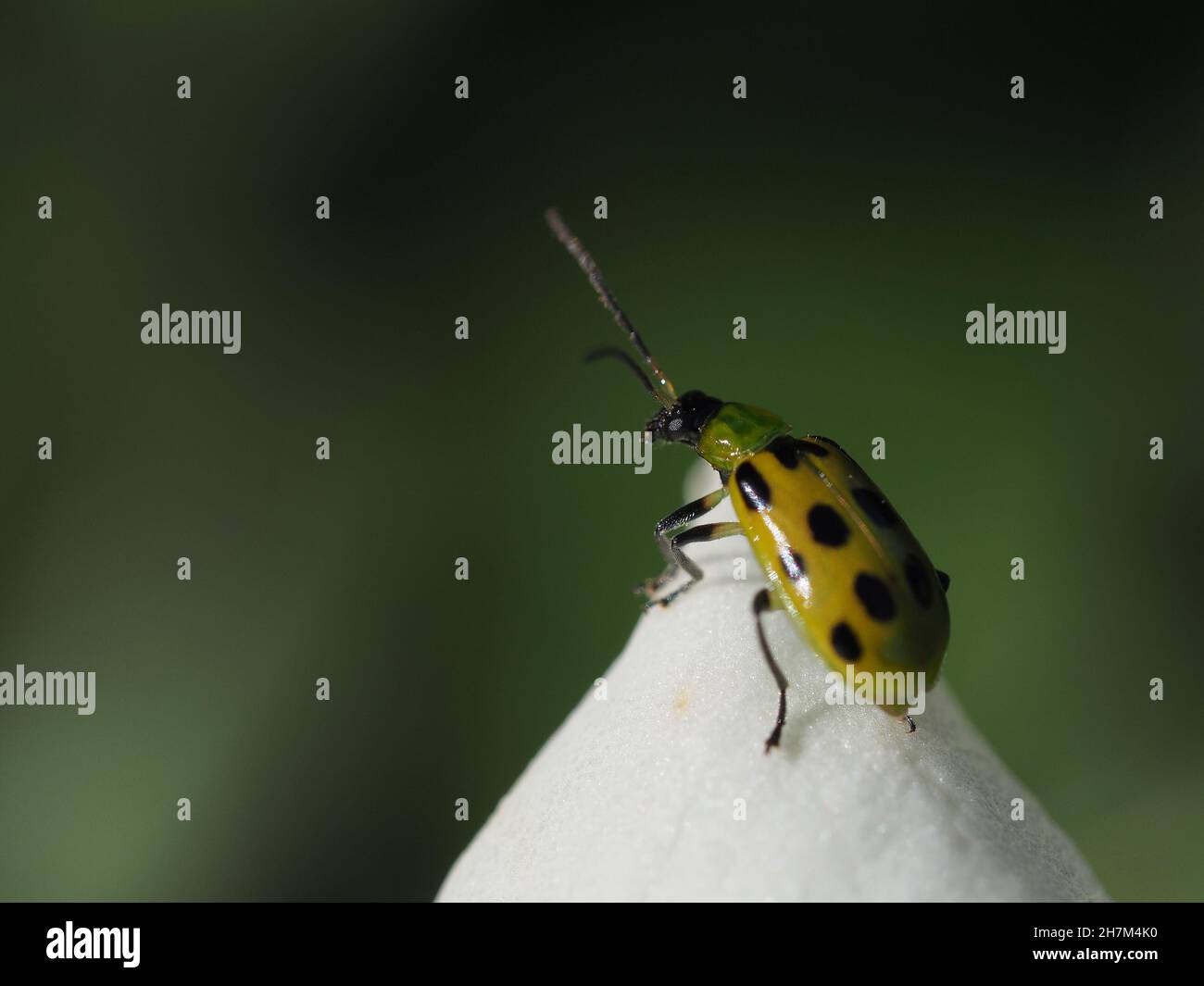 Spotted cucumber beetle hires stock photography and images Alamy