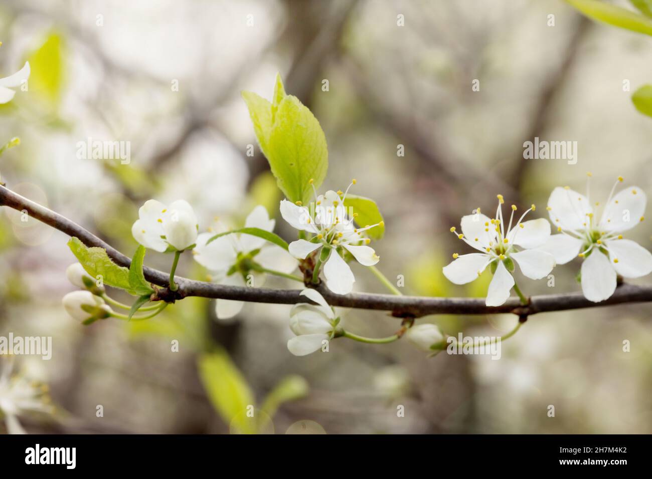 Defocused floral background with cherry blossoms on green leaves Stock ...