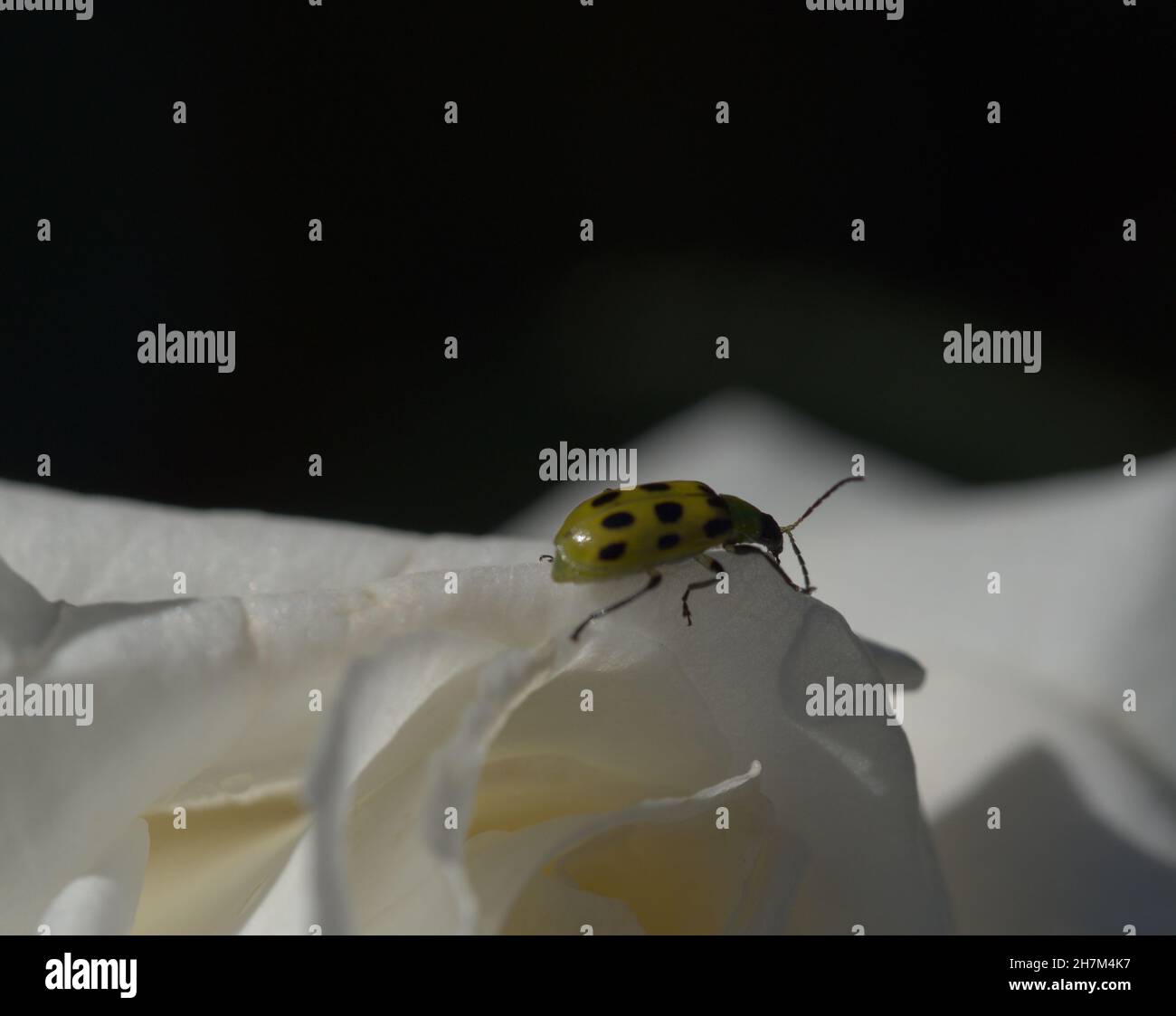 macro of spotted cucumber beetle on white rose Stock Photo Alamy