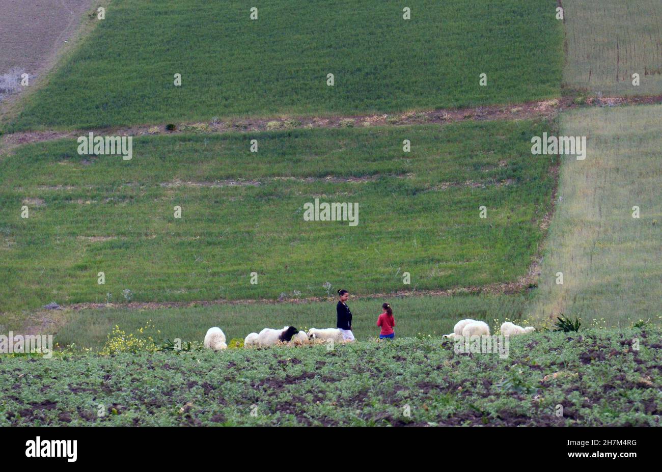Moroccan women with their sheep in rural northern Morocco. Stock Photo