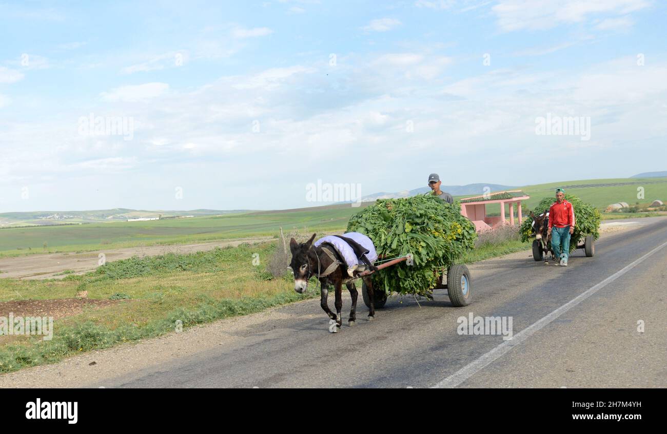 Moroccan farmers transporting cut grass on their donkey carts. Stock Photo