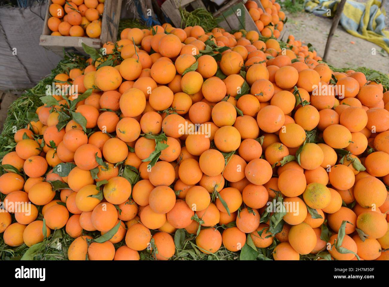 A pile of Moroccan oranges. Stock Photo