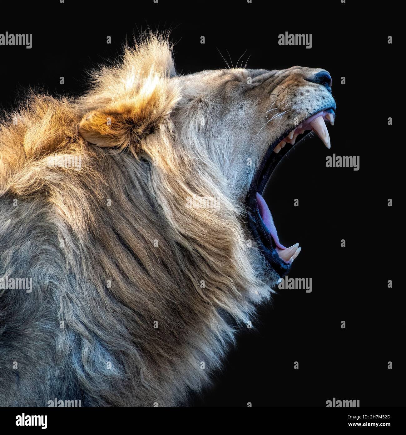 Young Male Lion Roaring Isolated on Black Stock Photo