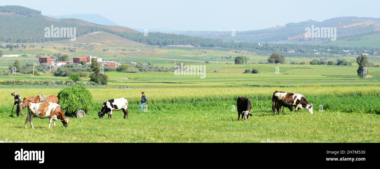 Agricultural farms in northern Morocco Stock Photo Alamy
