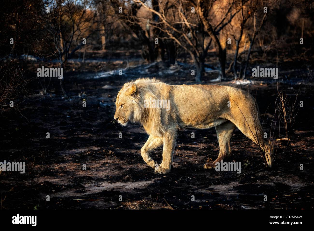 Young Male Lion walking through a Burned Forest Stock Photo
