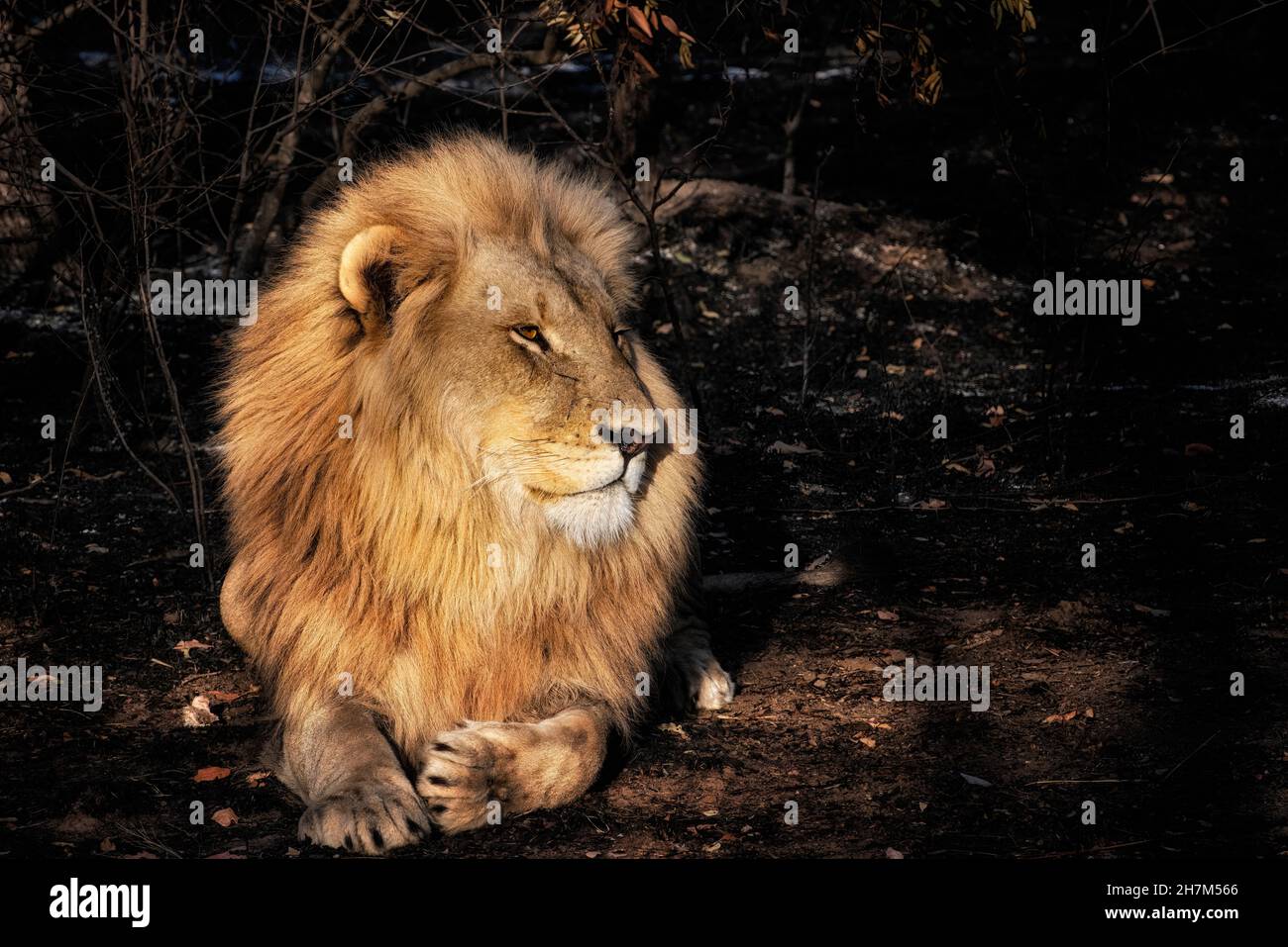 Male African Lion caught in a Beam of Light near Dawn Stock Photo