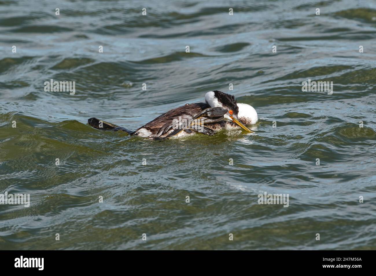 A funny image of a Western Grebe taking a moment to scratch an itch while floating in a deep lake. Stock Photo