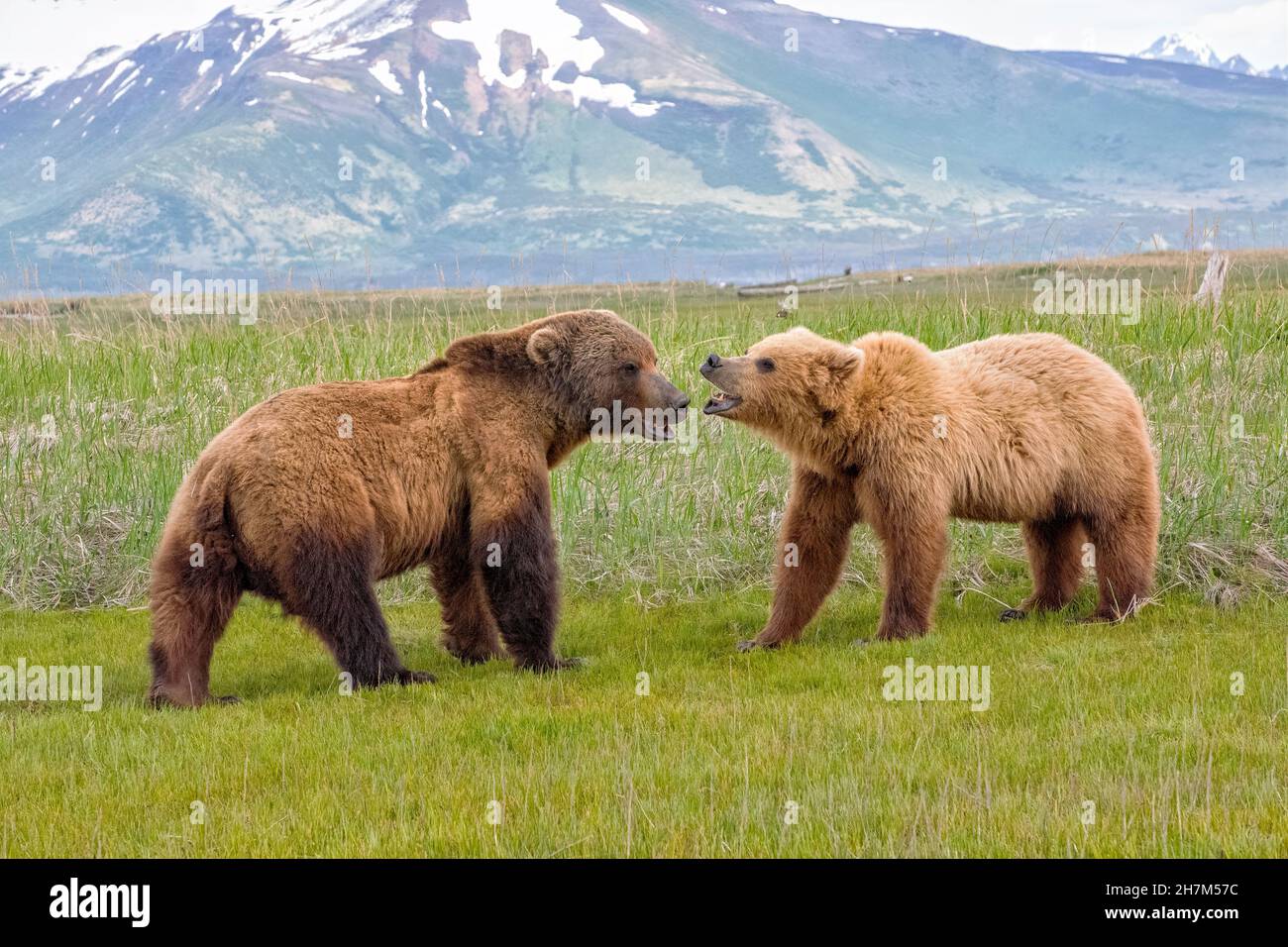 Alaska Peninsula Brown Bears Mating Ritual Stock Photo