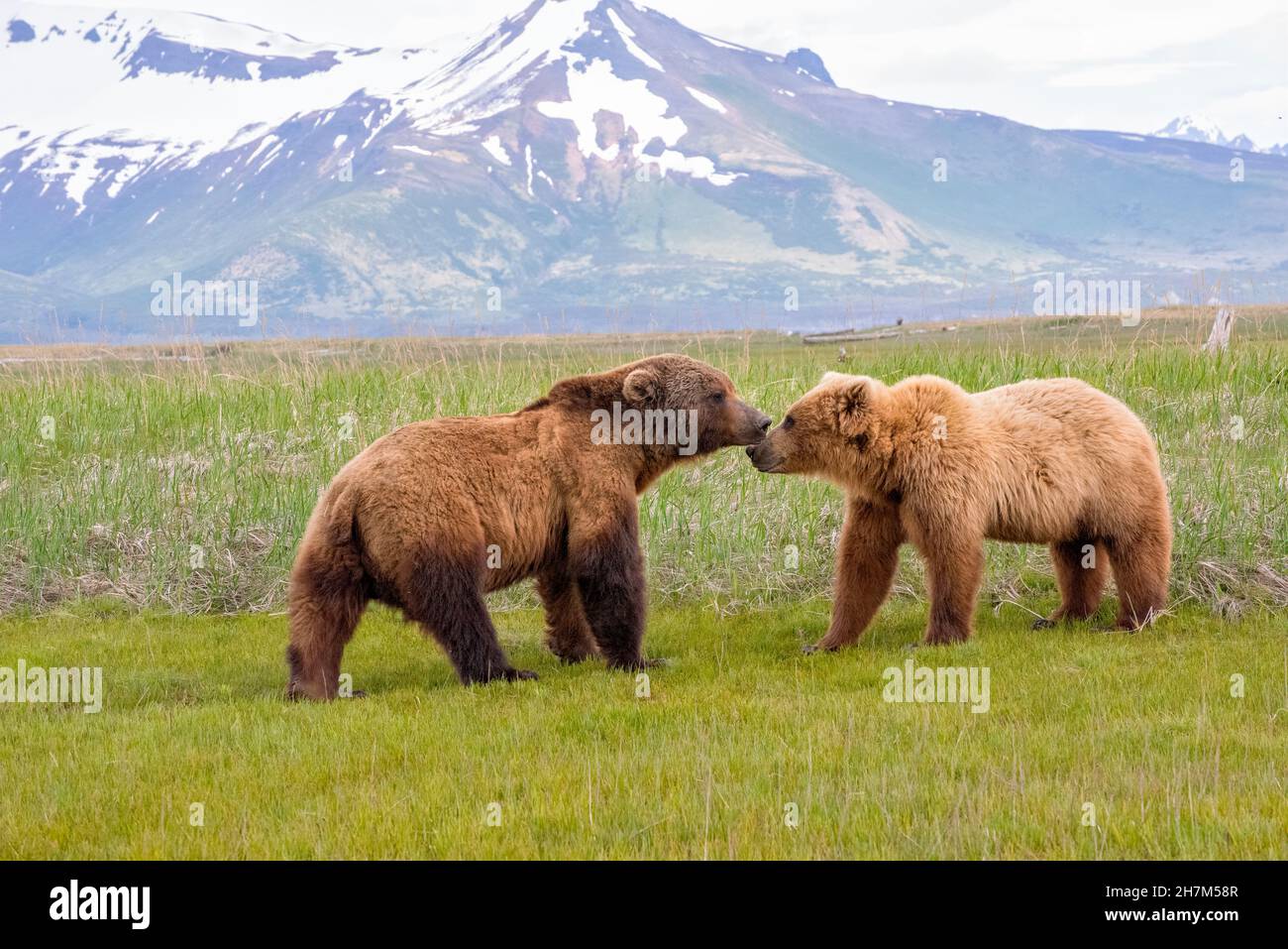 Alaska Peninsula Brown Bears Mating Ritual Stock Photo