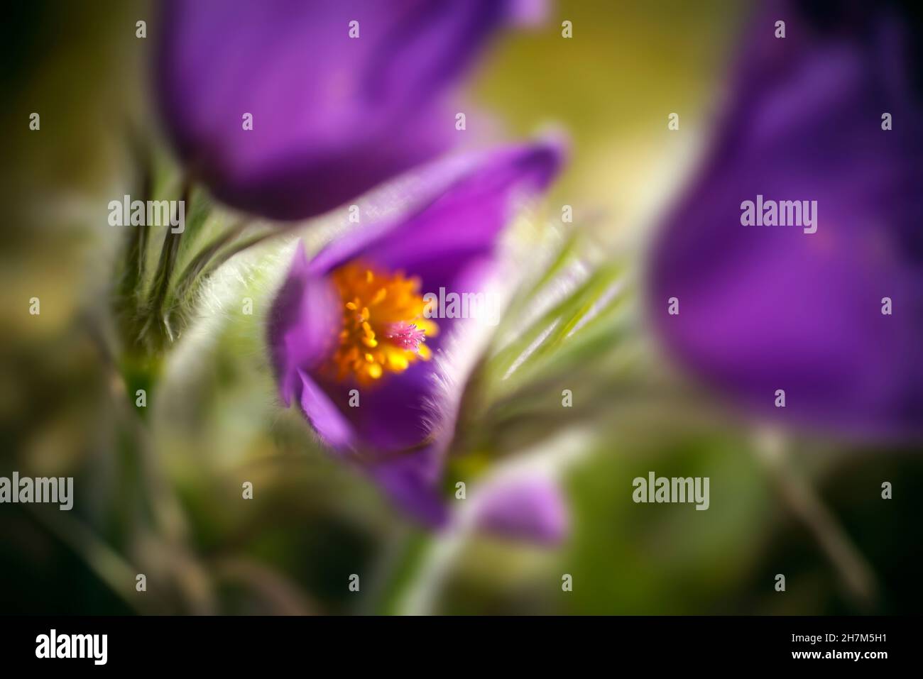 Cow bells on a spring meadow, Kallmünz, Bavaria, Germany, Europe Stock Photo Alamy