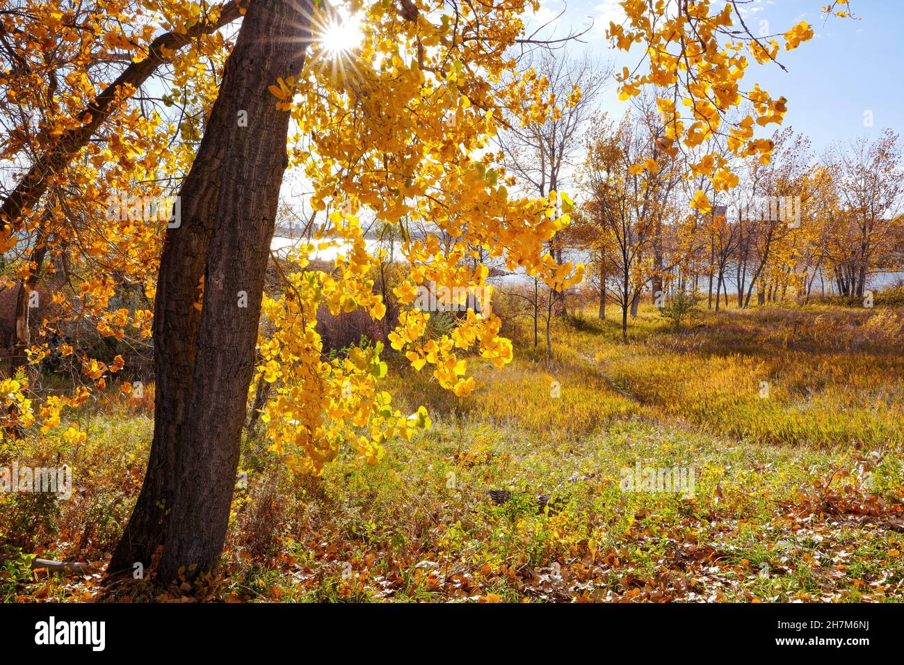 Fall scene at Cherry Creek State Park in Colorado with the sun shining through a large Cottonwood tree and a rolling meadow below leading to a lake. Stock Photo