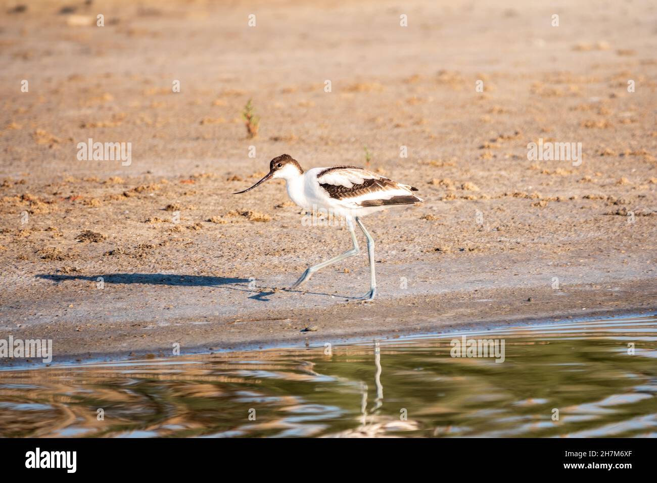 The pied avocet, Recurvirostra avosetta, is a large black and white ...