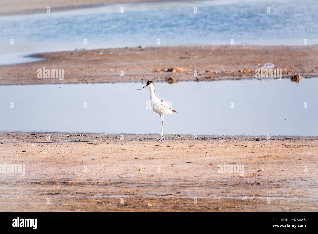 The pied avocet, Recurvirostra avosetta, is a large black and white ...