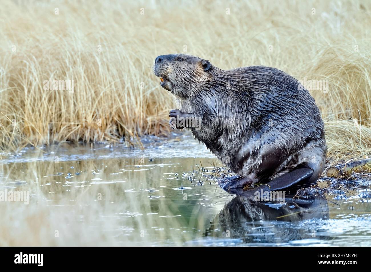 An adult beaver 'Castor canadensis', standing on his rear legs for a better view of his surroundings at his beaver pond in rural Alberta Canada Stock Photo