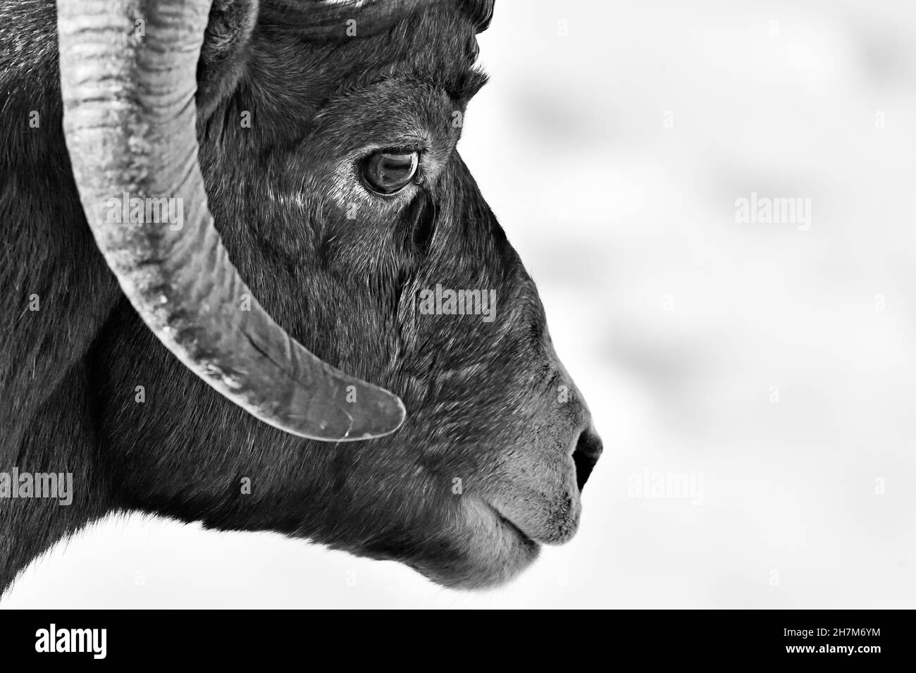 A close up portrait image of a wild rocky mountain bighorn sheep 'Orvis canadensis', black and white image. Stock Photo