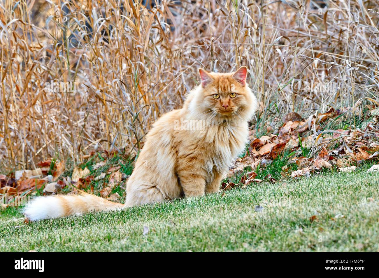 A domestic house cat 'Felis catus', sitting on a grass patch with fallen leaves and autumn colored grass in rural Alberta Canada. Stock Photo