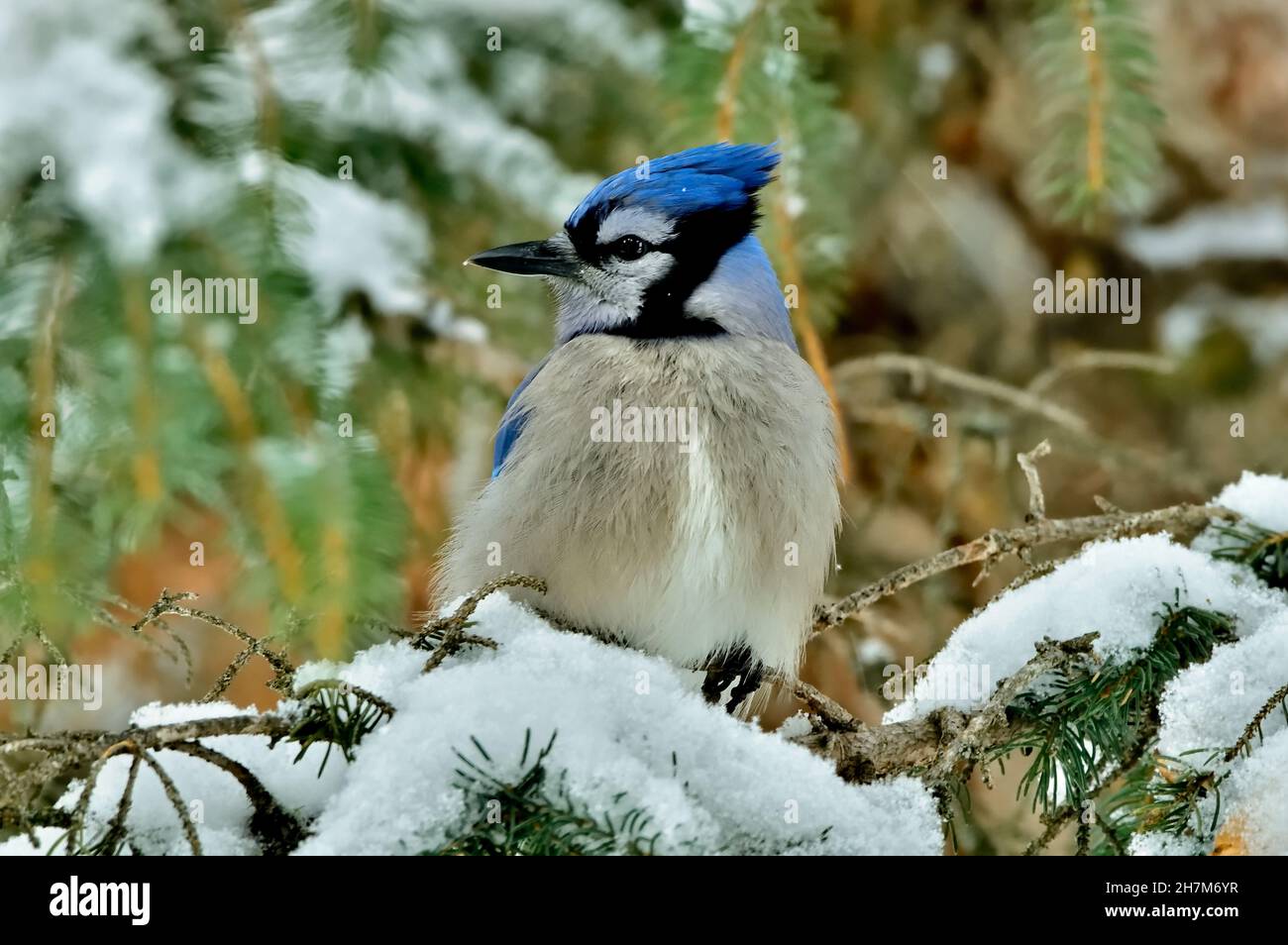 An eastern Blue Jay, 'Cyanocitta cristata', perched on a snow filled spruce tree branch in Alberta Canada Stock Photo